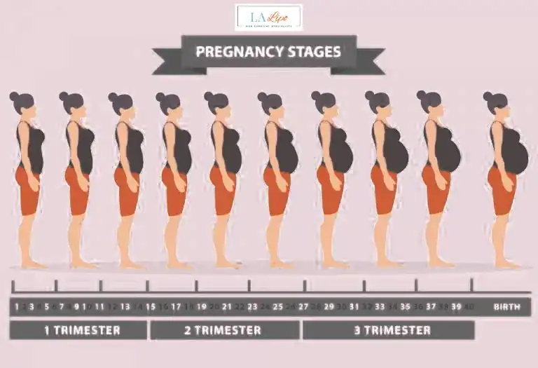 First Trimester (Weeks 1–12): Early Changes You Might Not Notice Kirkstall